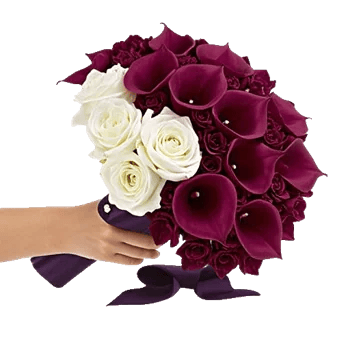 Elegant Calla Lilies