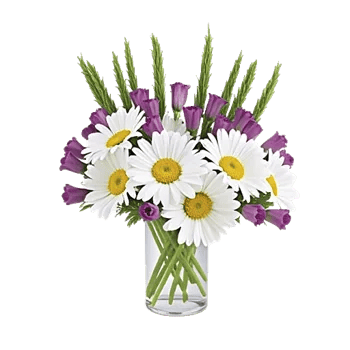 Enchanting Daisy Garden