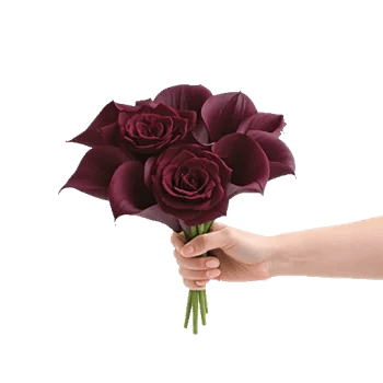 Elegant Calla Lilies