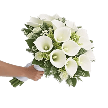 Elegant Calla Lilies
