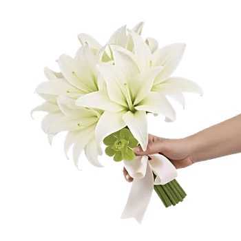 Minimalist White Orchids