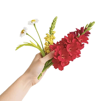 Blossom Harmony Display