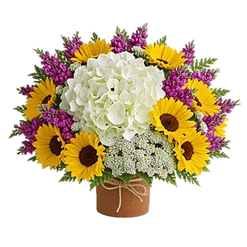 Serene Petal Harmony