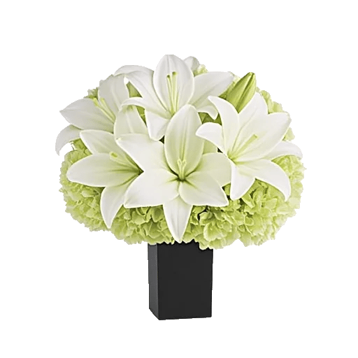 Ivory Blossom Radiance