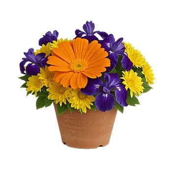 Petal Radiance Bliss