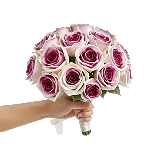 Blushing Rose Symphony