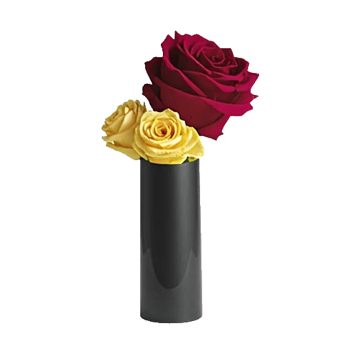 Radiant Rose Symphony