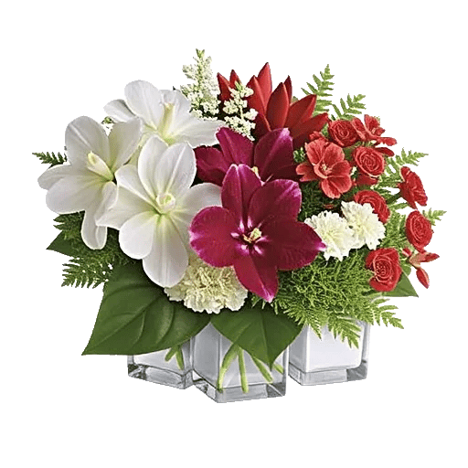 Serenity Orchid Bloom