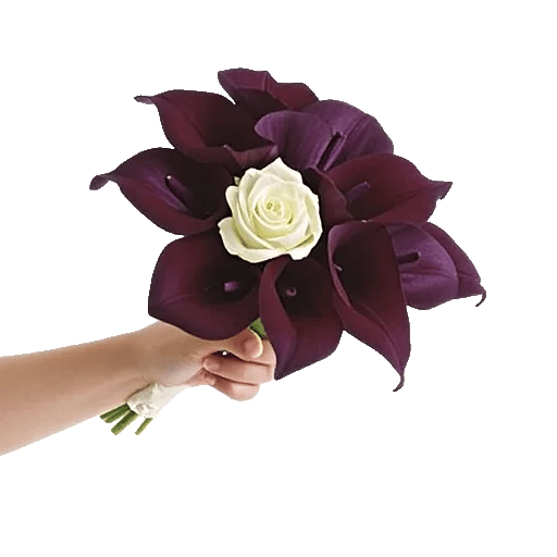 Elegant Calla Lilies