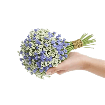 Blossom Radiant Whisper