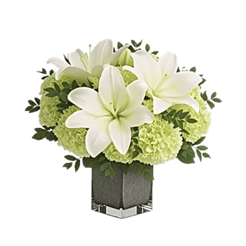 Ivory Blossom Radiance