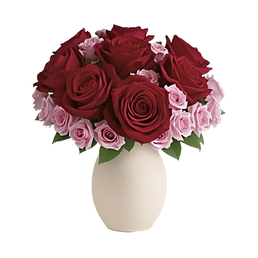 Radiant Rose Symphony