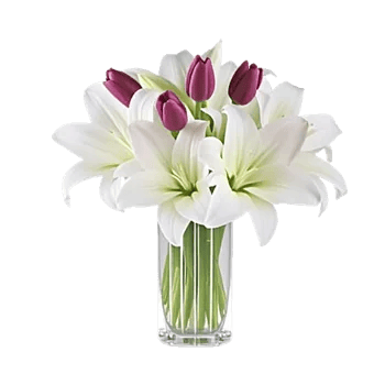 Velvet Tulip Display