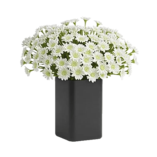 Ivory Blossom Radiance
