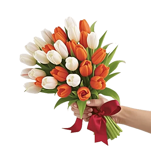 Scarlet Tulip Splendor