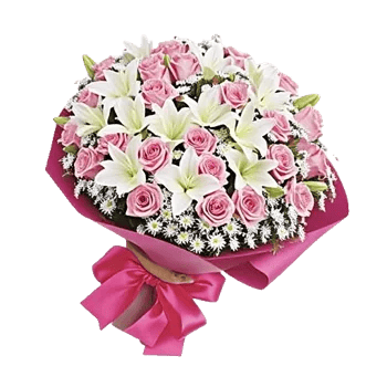 Blushing Rose Symphony
