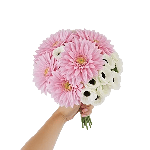 Blushing Rose Symphony