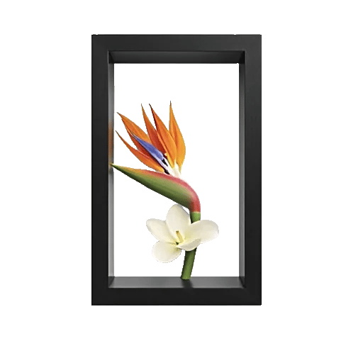 Serenity Orchid Bloom