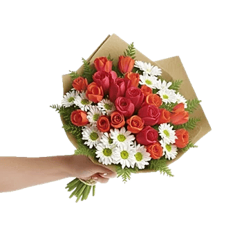 Scarlet Tulip Splendor