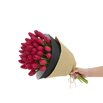 Scarlet Tulip Splendor
