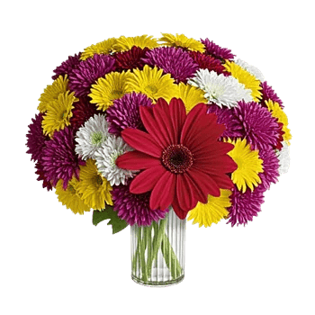 Petal Radiance Bliss