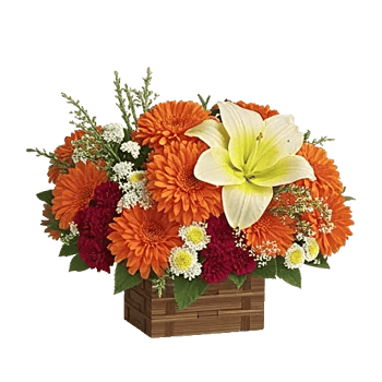 Vibrant Orange Delight