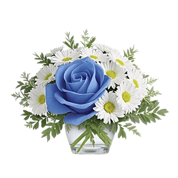 Elegant Blue Roses