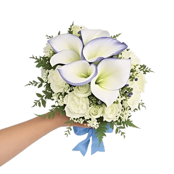 Elegant Calla Lilies