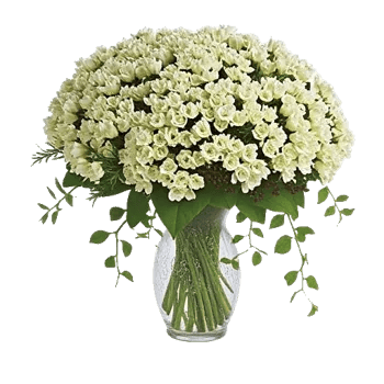 Ivory Blossom Radiance