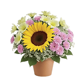 Amber Sunflower Glow