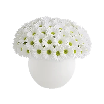 Minimalist White Orchids