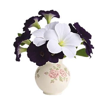 Ivory Blossom Radiance