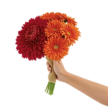 Scarlet Beauty Fusion