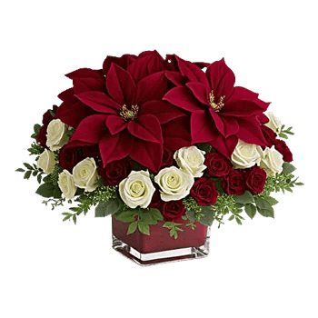 Petal Radiance Bliss