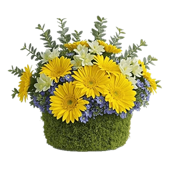 Minimalist White Orchids