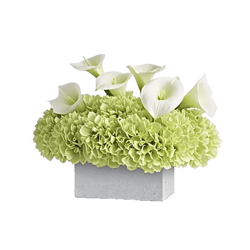 Elegant Calla Lilies