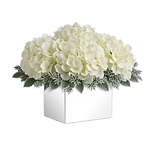 Ivory Blossom Radiance