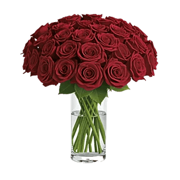 Radiant Rose Symphony