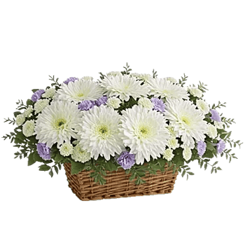 Minimalist White Orchids