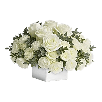 Ivory Blossom Radiance