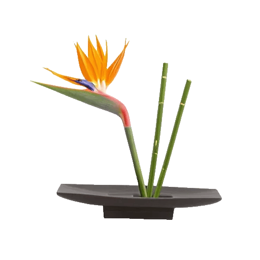 Serenity Orchid Bloom