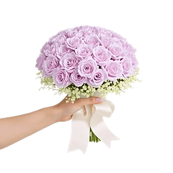 Pastel Pink Roses