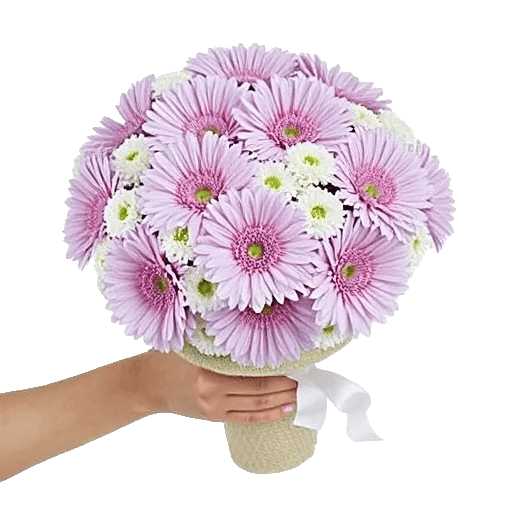 Plum Blossom Radiance