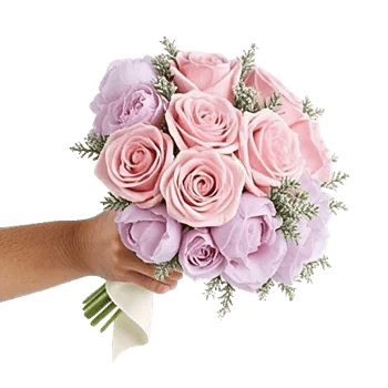 Pastel Pink Roses