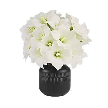 Modern White Orchids