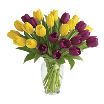 Velvet Tulip Display