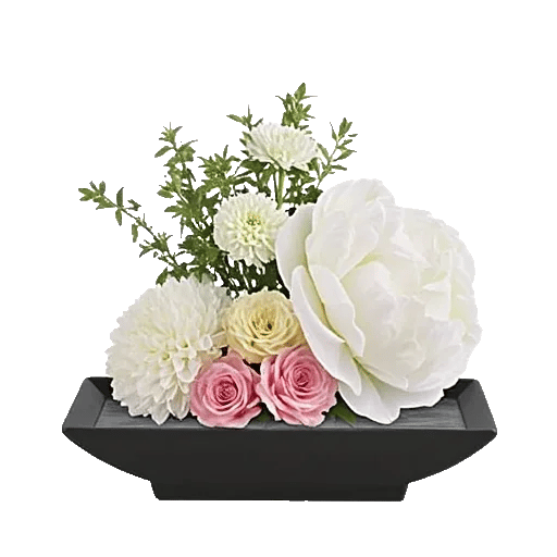 Ivory Blossom Radiance