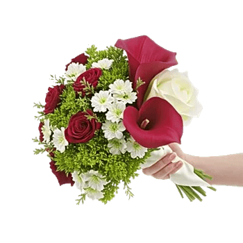 Elegant Calla Lilies