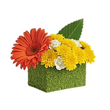 Vibrant Orange Delight