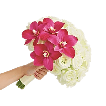 Orchid Petal Glow